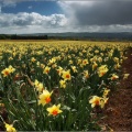 Daffodil fields Westmuir
